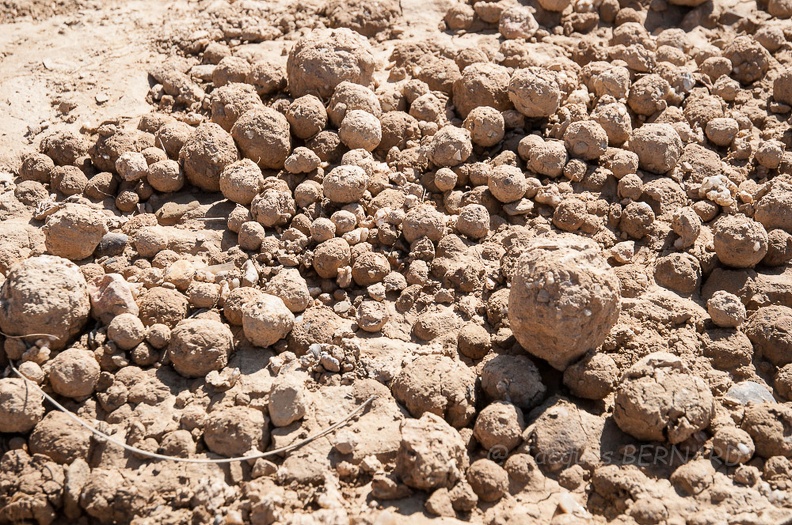 Boules formées après une pluie