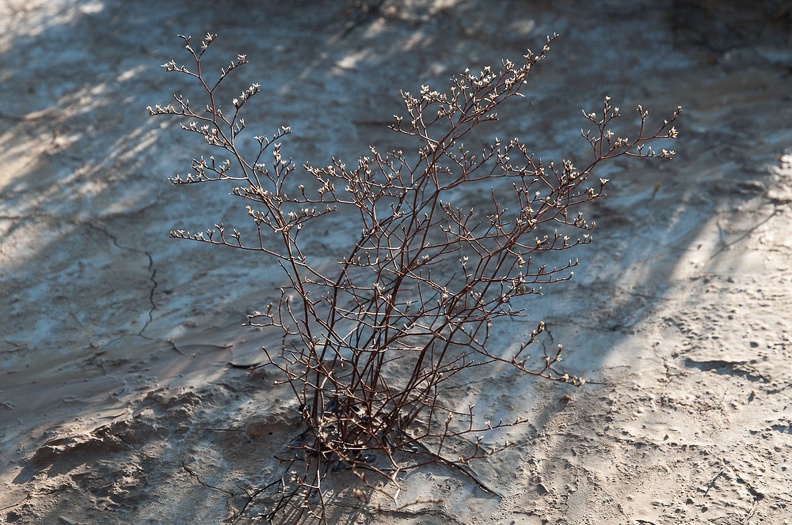 Fleurs