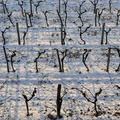 Ceps décharnés.jpg