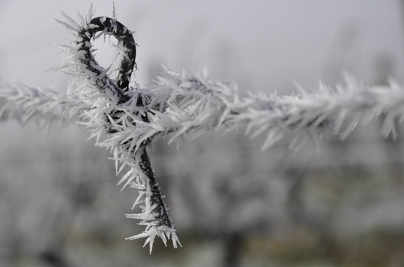 La clé des vignes