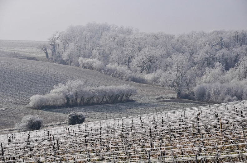 Givre matinal