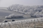 Givre matinal