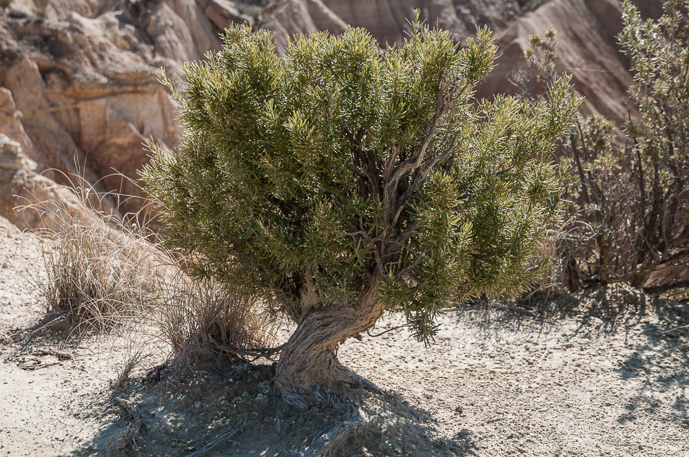 Las Bardenas_0096-2.jpg