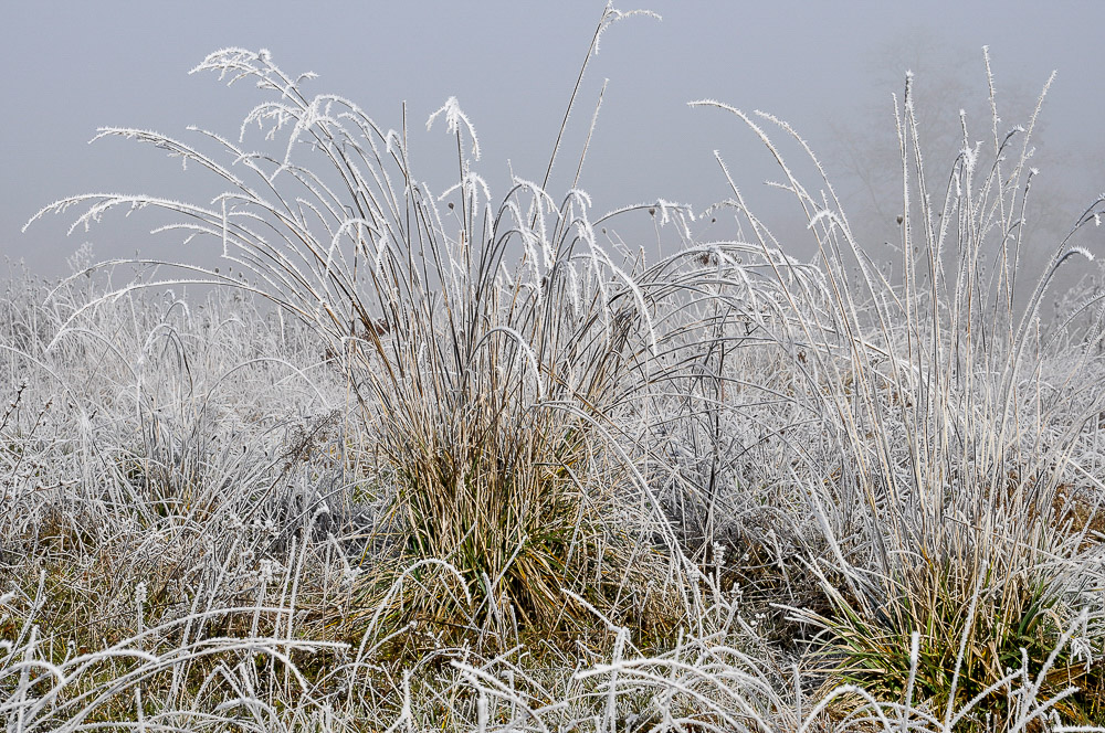 Bouquet glacé.jpg